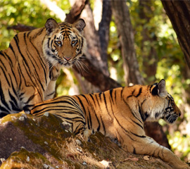 Buxa Tiger Reserve