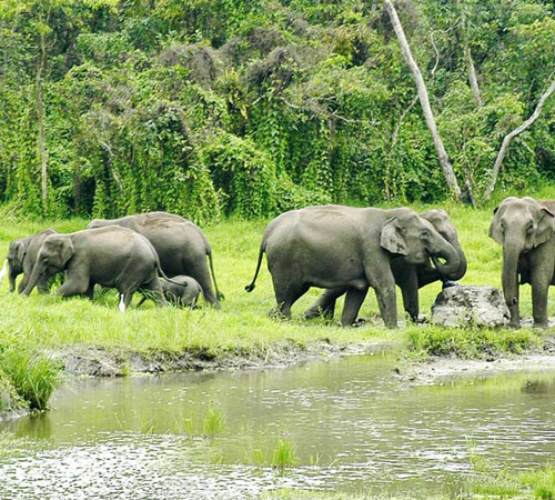 Darjeeling Dooars Tour